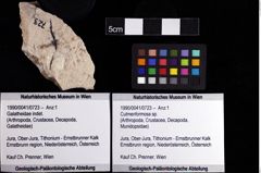 Foto (Objket + Etiketten) von Culmenformosa sp. 